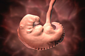 Embryo during 4th week, illustration