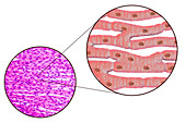 Heart muscle structure, illustration and micrograph