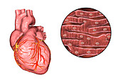 Human heart and cardiac muscle, illustration