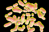 Prevotella bacteria, illustration