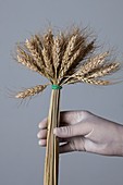 Person holding bunch of wheat