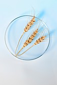 Wheat in petri dish