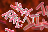 Rod-shaped bacteria, illustration