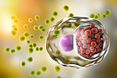 Chlamydia trachomatis bacteria, illustration