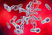 Clostridium bacteria, illustration