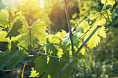 Grapevine leaves in vineyard
