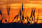 Silhouette of wheat field at sunset