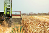 Combine harvester harvesting wheat crop