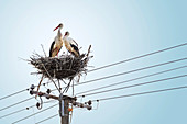 Pair of white storks on nest