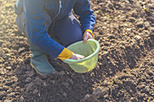 Woman sowing onions in organic vegetable garden