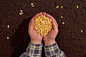 Handful of harvested corn seed