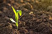 Corn seedling in soil