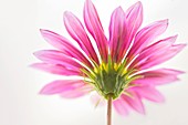 Gerbera flower