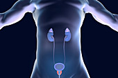 Prostate gland and urinary system, illustration