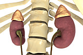 Human kidneys and adrenal glands, illustration