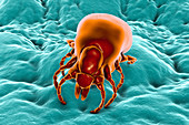 Lyme disease tick, illustration