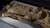 Anatolian mummy of a man, museum display