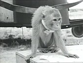 US monkey rocket test flights, 1950s