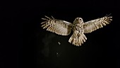 Owl in flight, slow motion