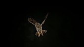 Eurasian tawny owl, slow motion