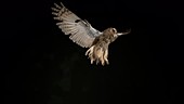 Long eared owl flying, slow motion