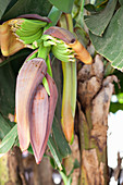 Unripe bananas on a tree