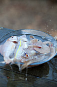 Frisch gefangene Fische in Wasserschüssel