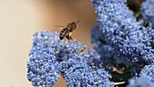 Bee on Ceanothus flowers, slow motion