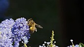 Bee on Ceanothus flowers