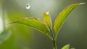 Raindrops on leaf, slow motion