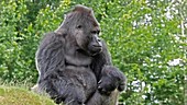 Gorilla sitting with trees