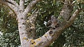 Pigeon taking flight, slow motion