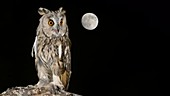 Owl with moon, slow motion
