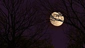 Moon passing, tree, timelapse