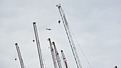 Plane flying past cranes