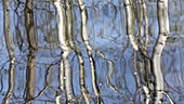 Silver birch trees reflected