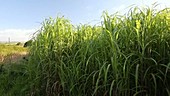 Elephant grass biofuel