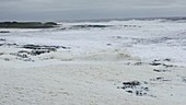 Sea foam whipped up by storm
