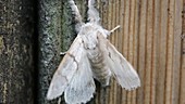 Pale tussock moth