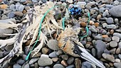 Gannet killed by plastic waste