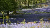 Bluebells in woodland