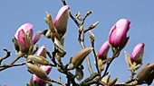 Magnolia tree flowers