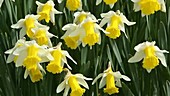 Daffodils flowering