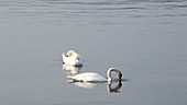 Pair of mute swans