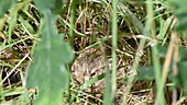 Young brown hare