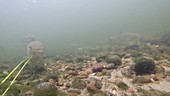 Chub fish in a river