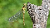 Common darter dragonfly