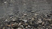 Lamprey fish in a river