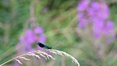 Banded damselfly on grass
