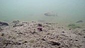 Chub fish in a river
